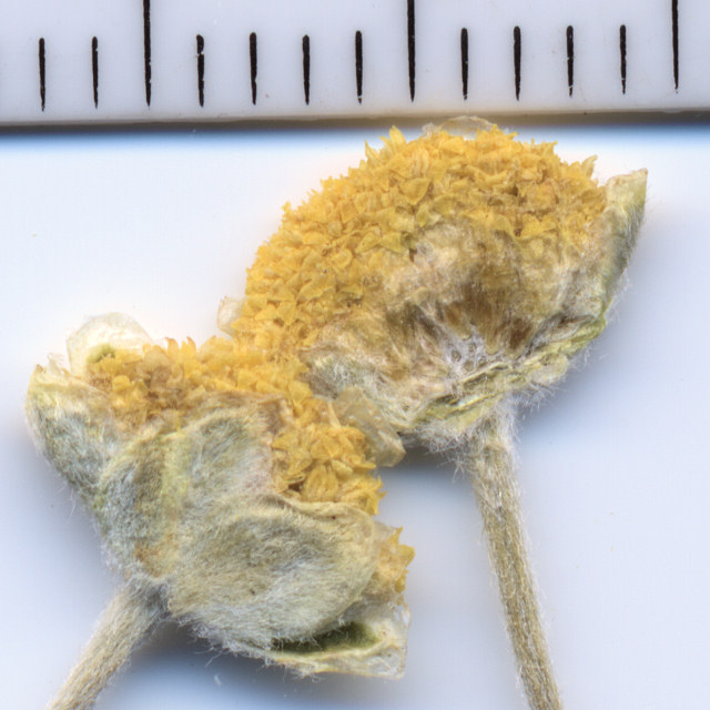 Asteraceae, Sphaeromeria potentilloides nitrophil