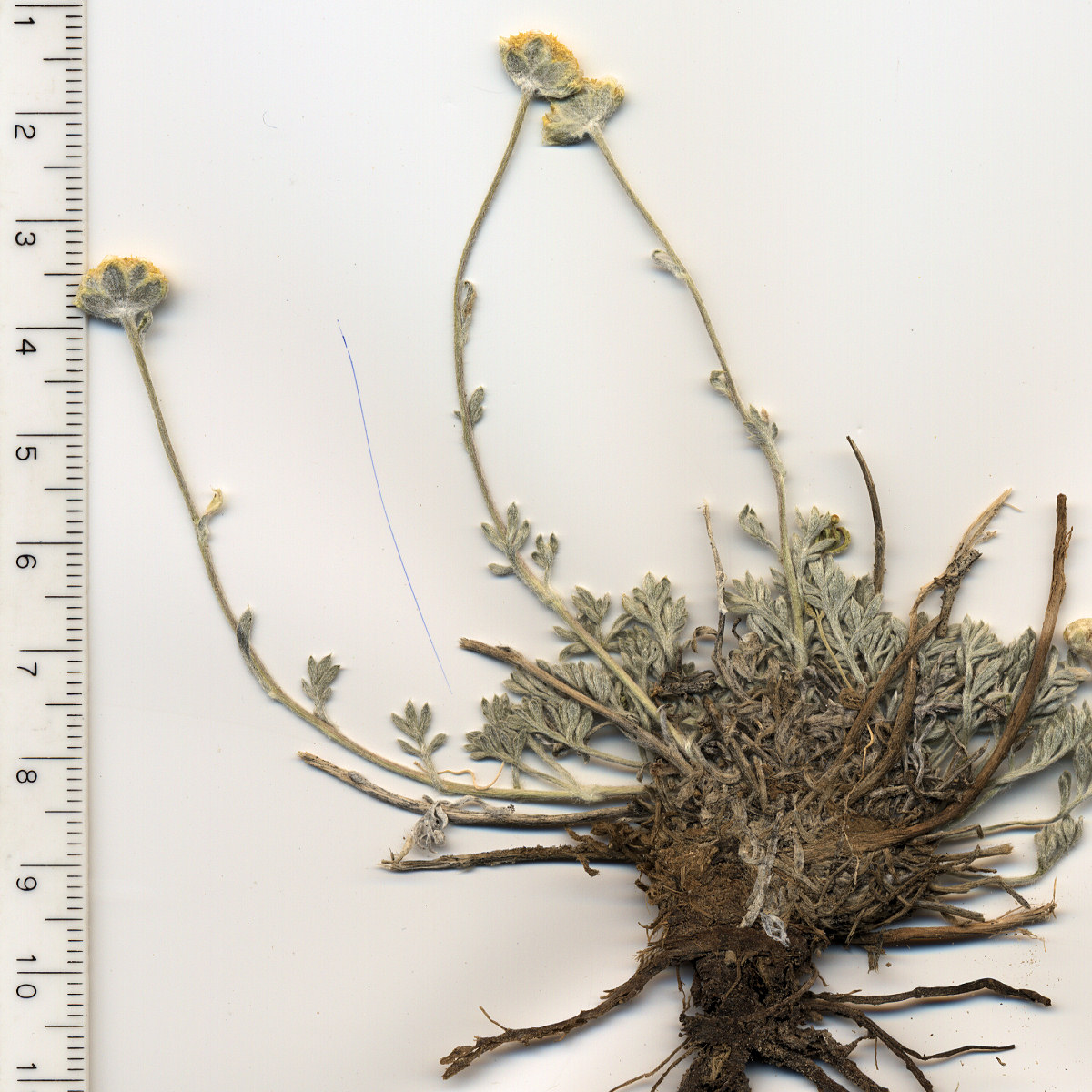 Asteraceae, Sphaeromeria potentilloides nitrophil