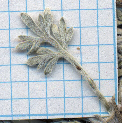 Asteraceae, Sphaeromeria potentilloides nitrophil