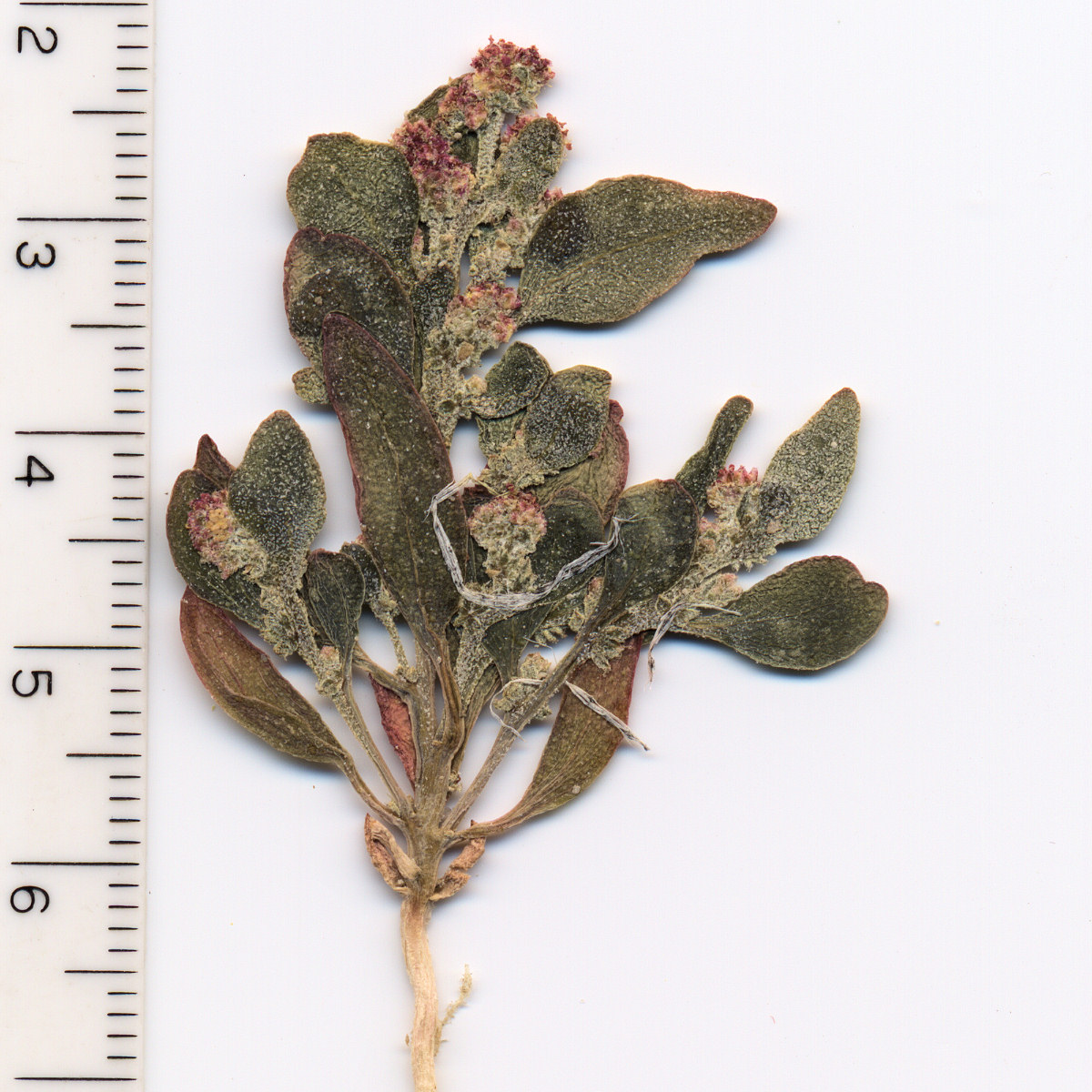 Chenopodiaceae Chenopodium