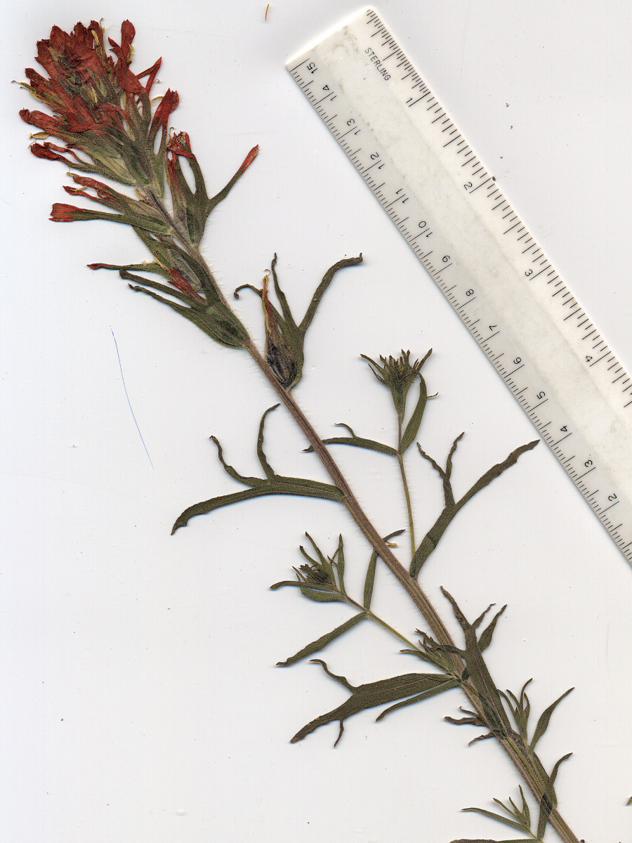 Orobanchaceae Castilleja chromosa