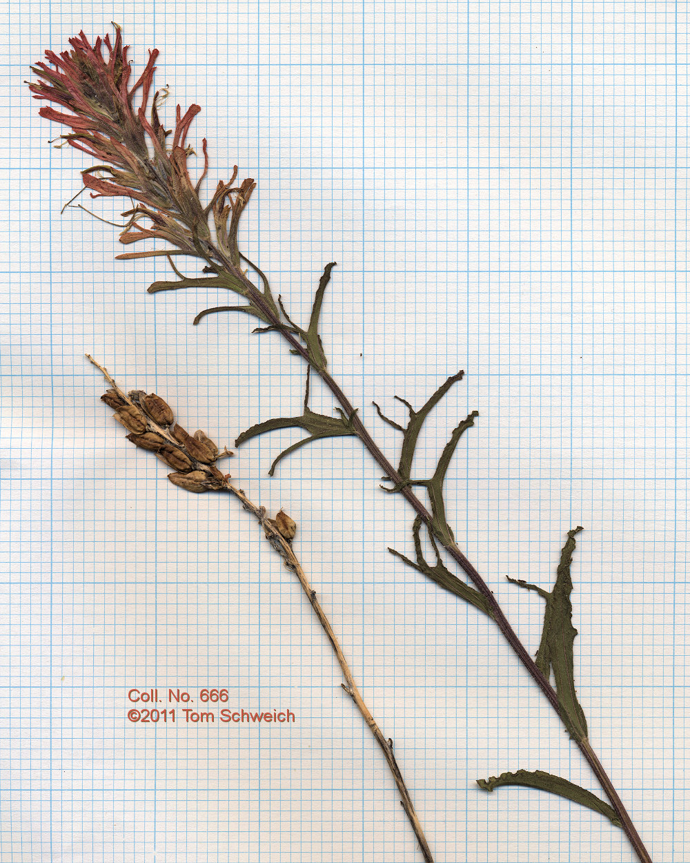 Orobanchaceae Castilleja applegatei pinetorum