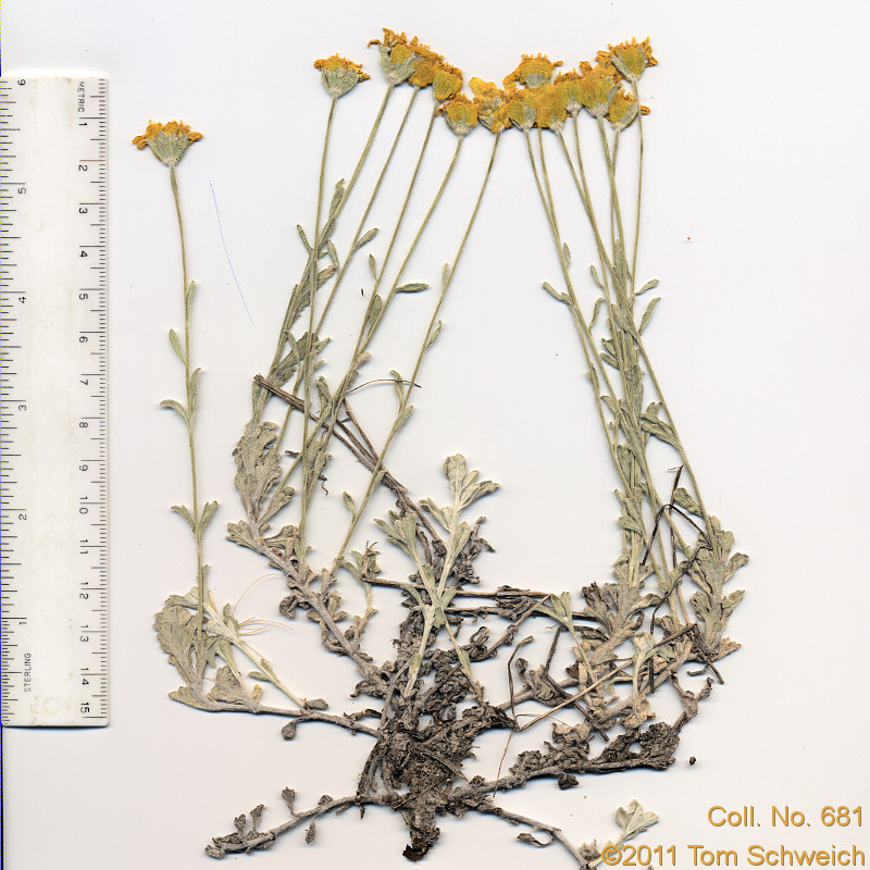 Asteraceae, Eriophyllum lanatum integrifolium