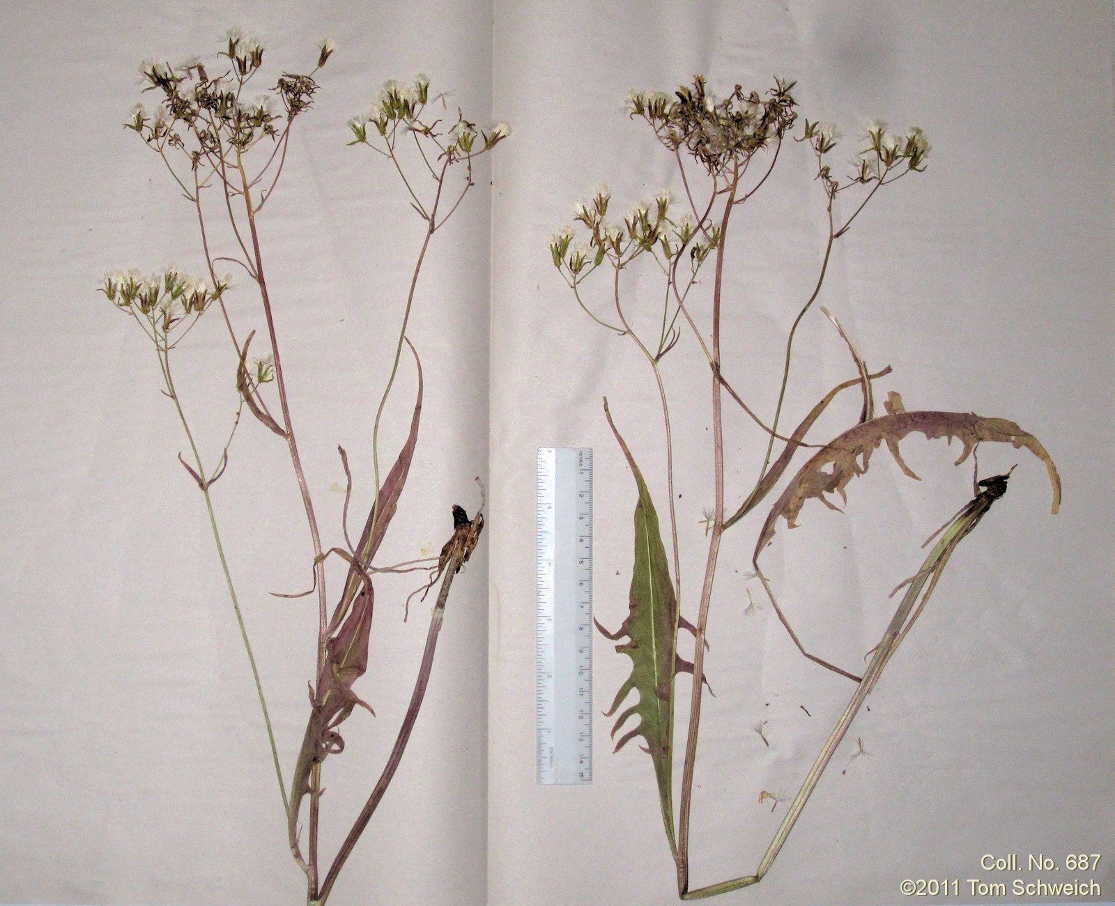 Asteraceae, Crepis intermedia