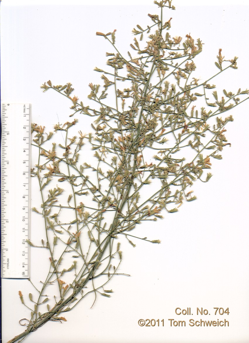 Asteraceae, Stephanomeria exigua exigua