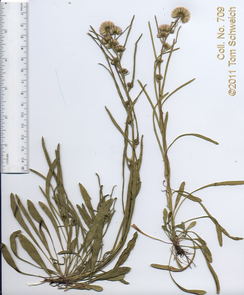Asteraceae, Erigeron lonchophyllus