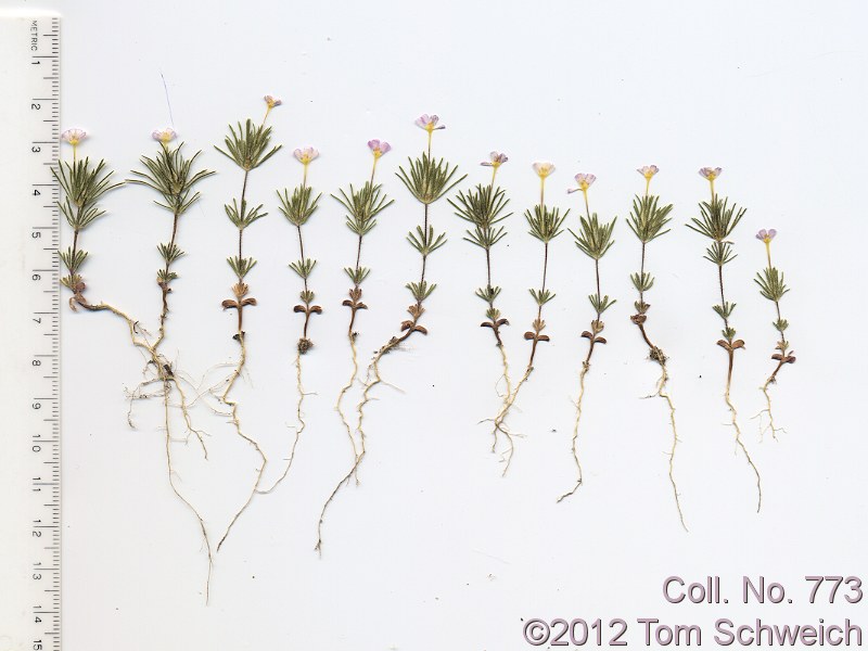 Polemoniaceae Leptosiphon ciliatus