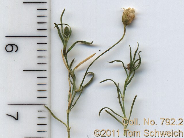 Coll. No. 792.2