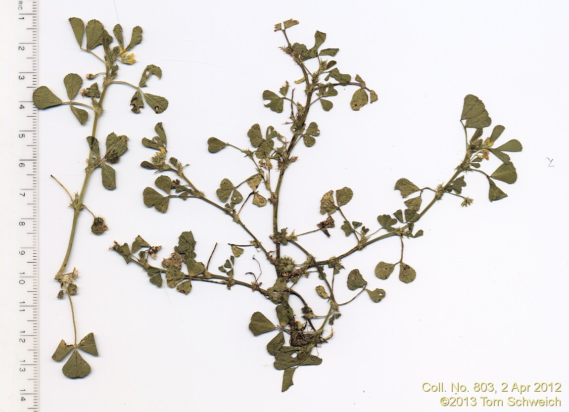 Fabaceae Medicago polymorpha