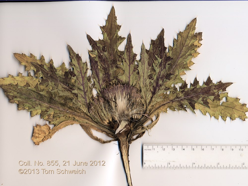 Asteraceae, Cirsium scariosum congdonii