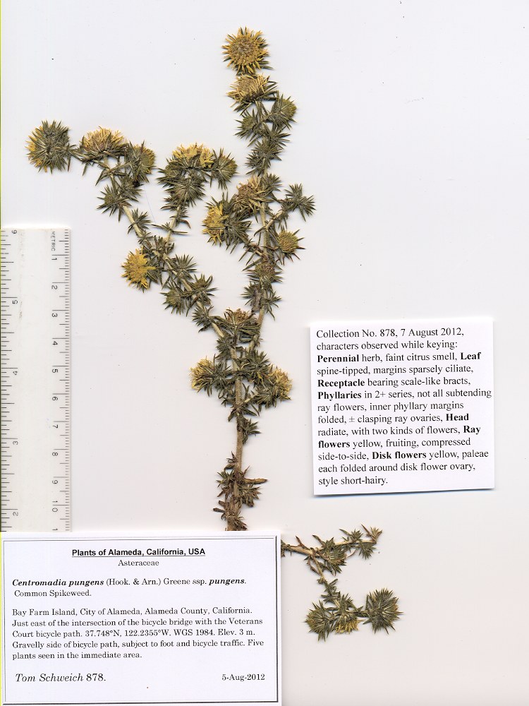 Asteraceae, Centromadia pungens pungens