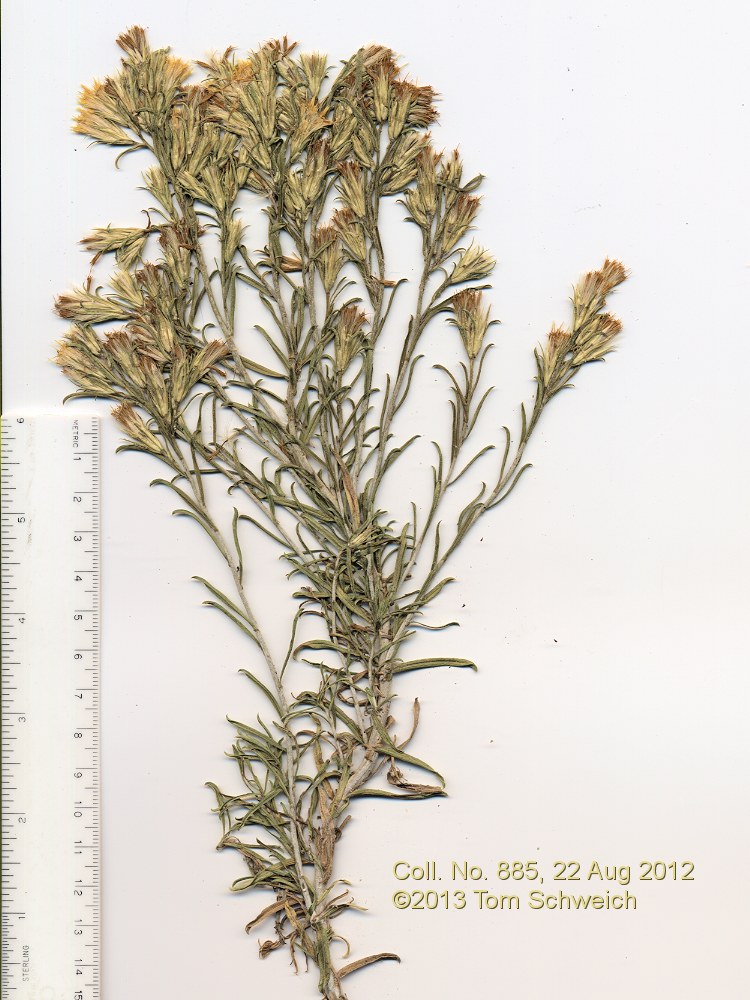Asteraceae, Ericameria nauseosa hololeuca