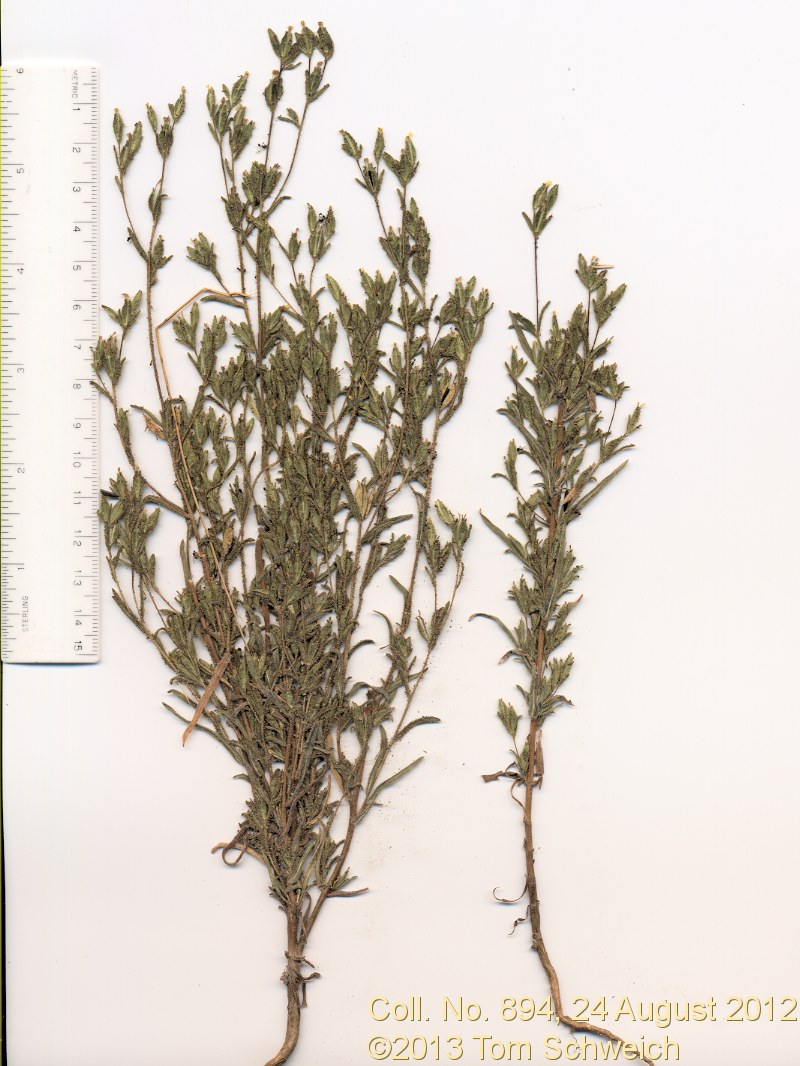 Asteraceae, Madia glomerata