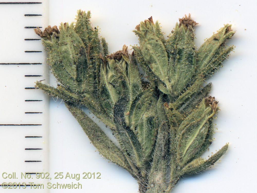 Asteraceae, Madia glomerata