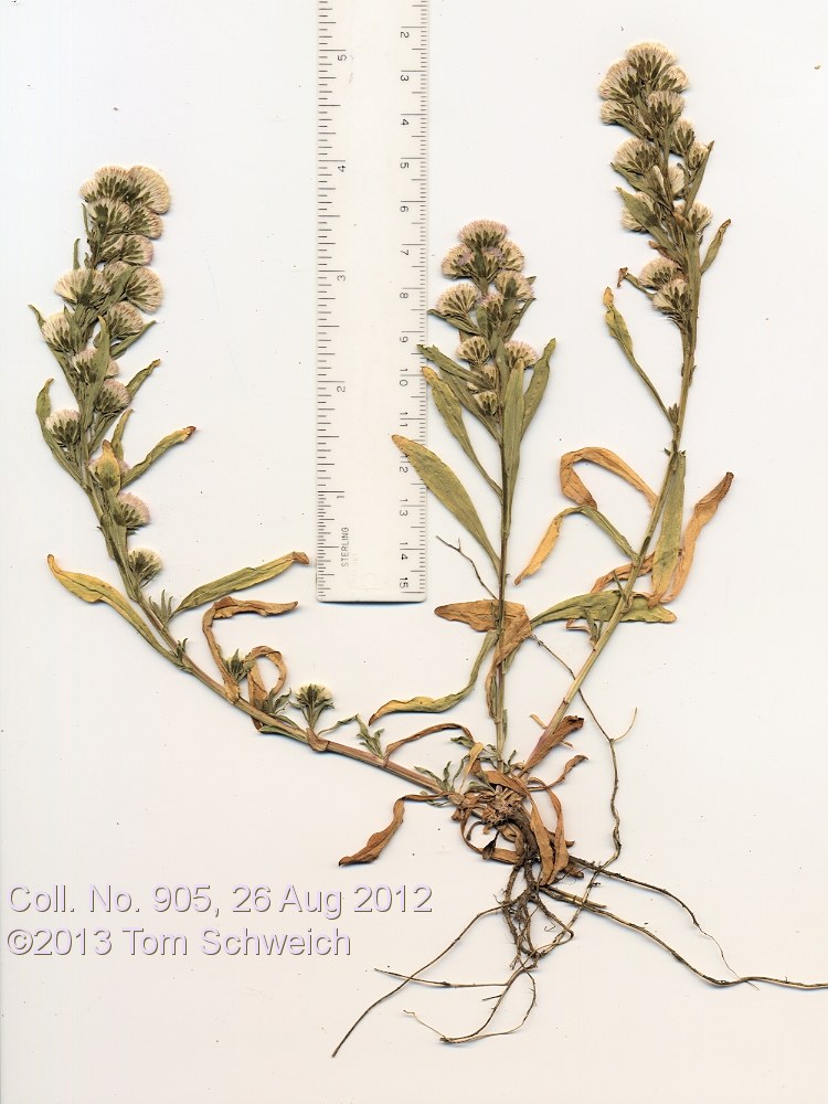 Asteraceae, Symphyotrichum frondosum