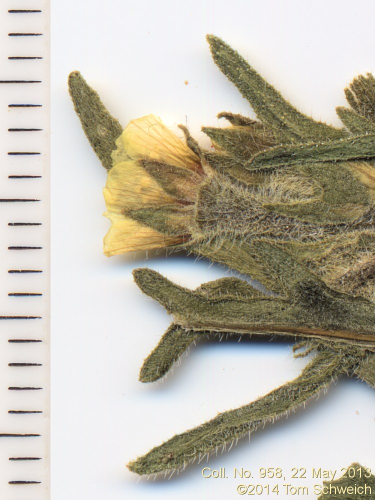 Loasaceae Mentzelia albicaulis
