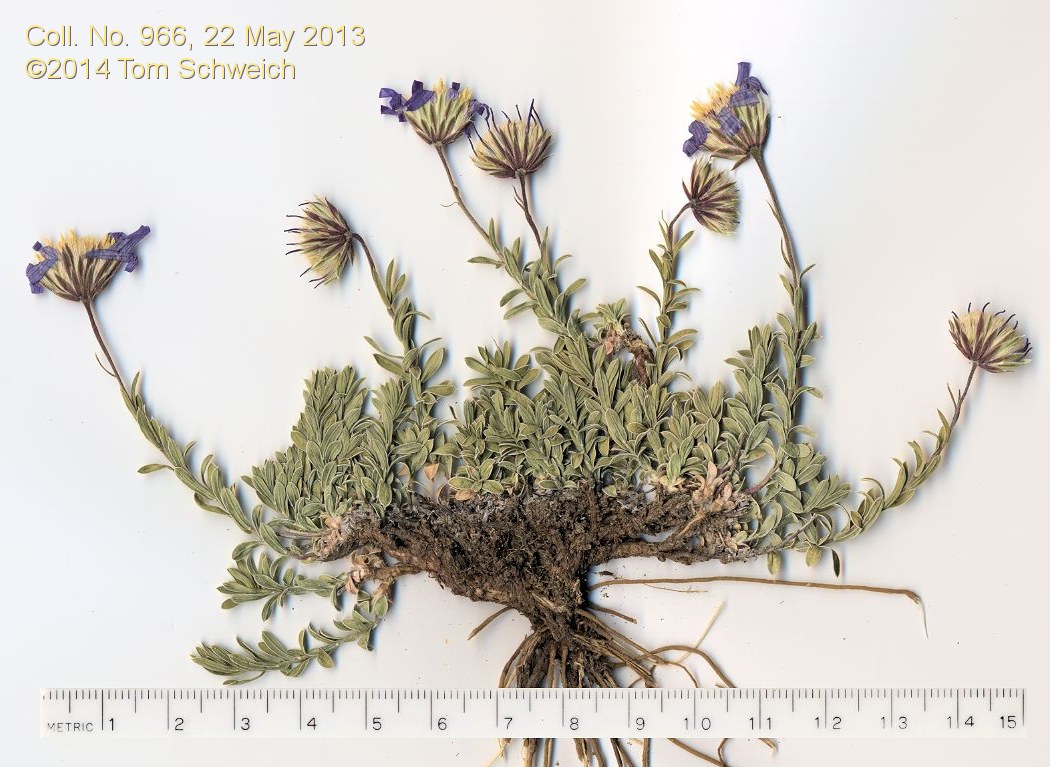 Asteraceae, Ionactis alpina