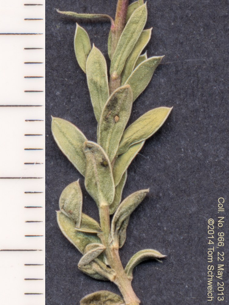 Asteraceae, Ionactis alpina