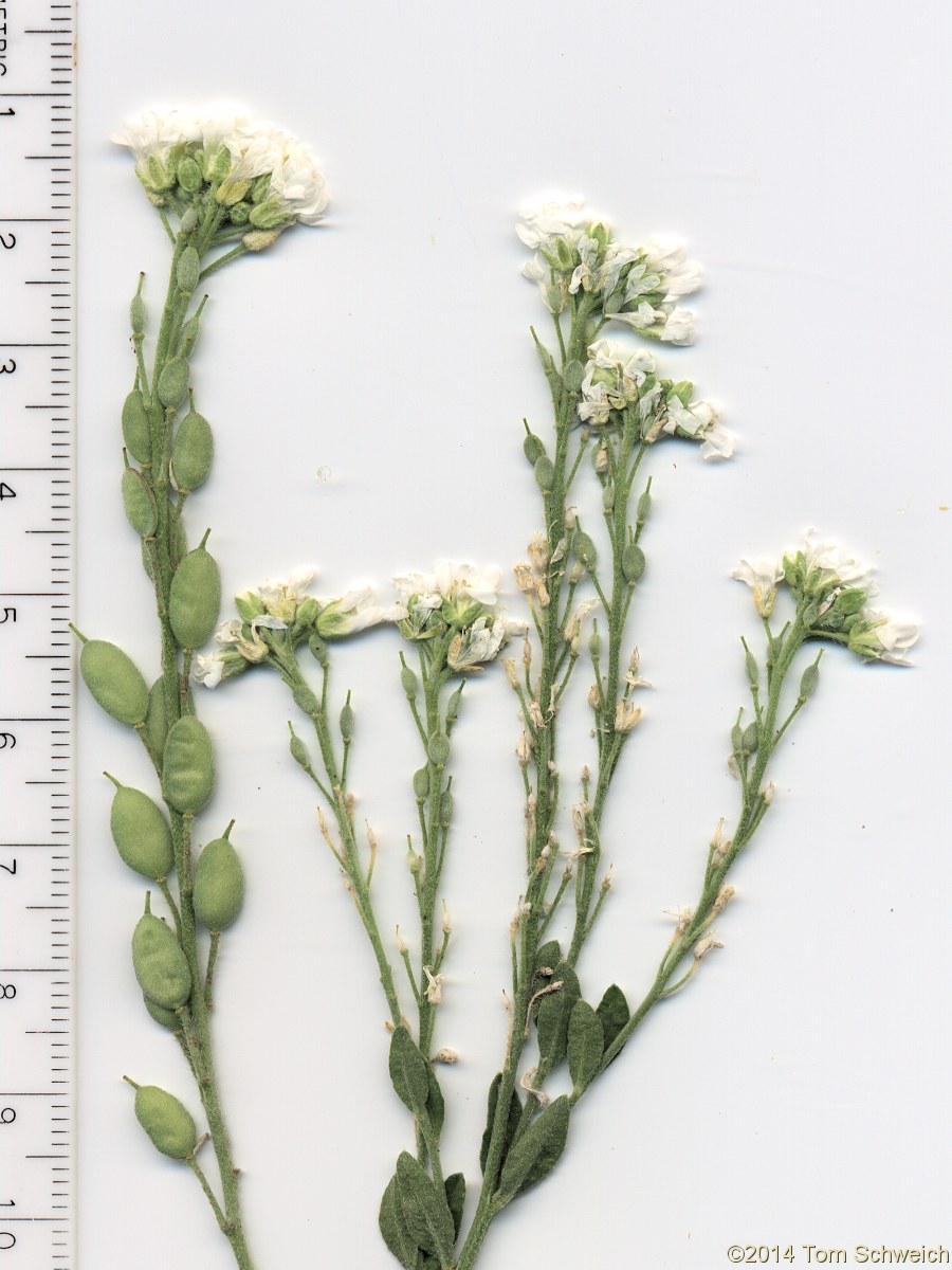 Brassicaceae Berteroa incana