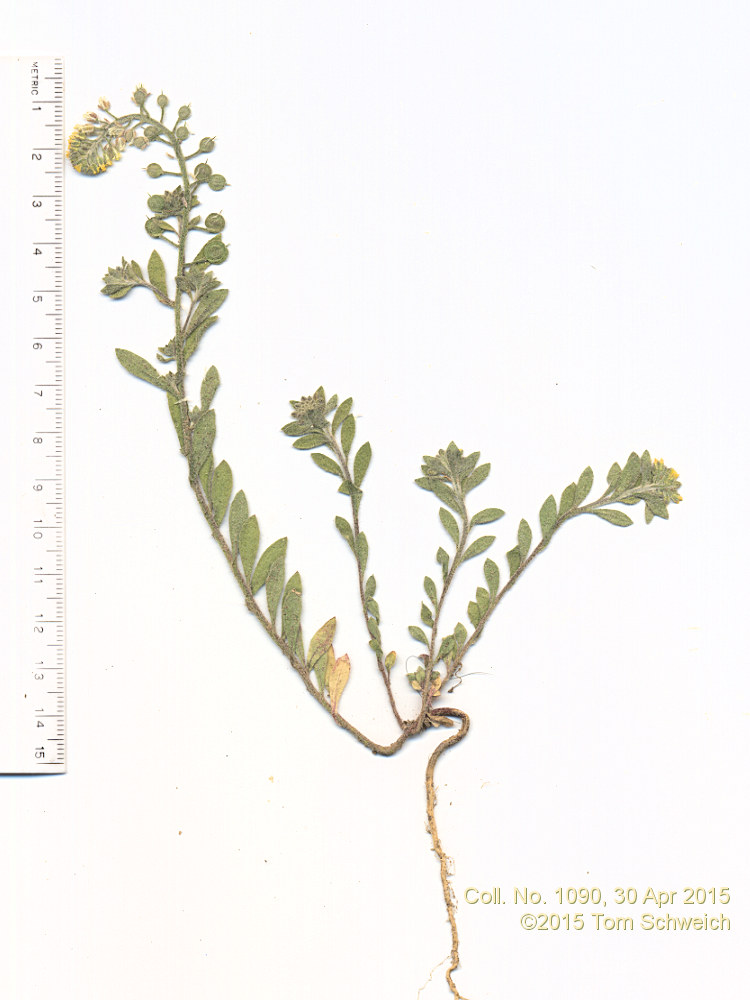Brassicaceae Alyssum simplex