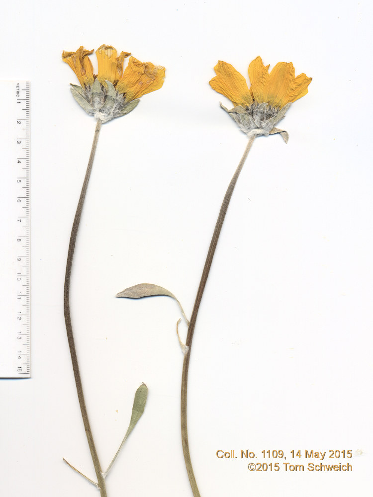 Asteraceae, Balsamorhiza sagittata