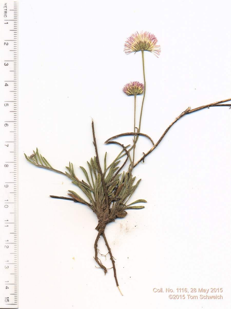 Asteraceae, Erigeron flagellaris
