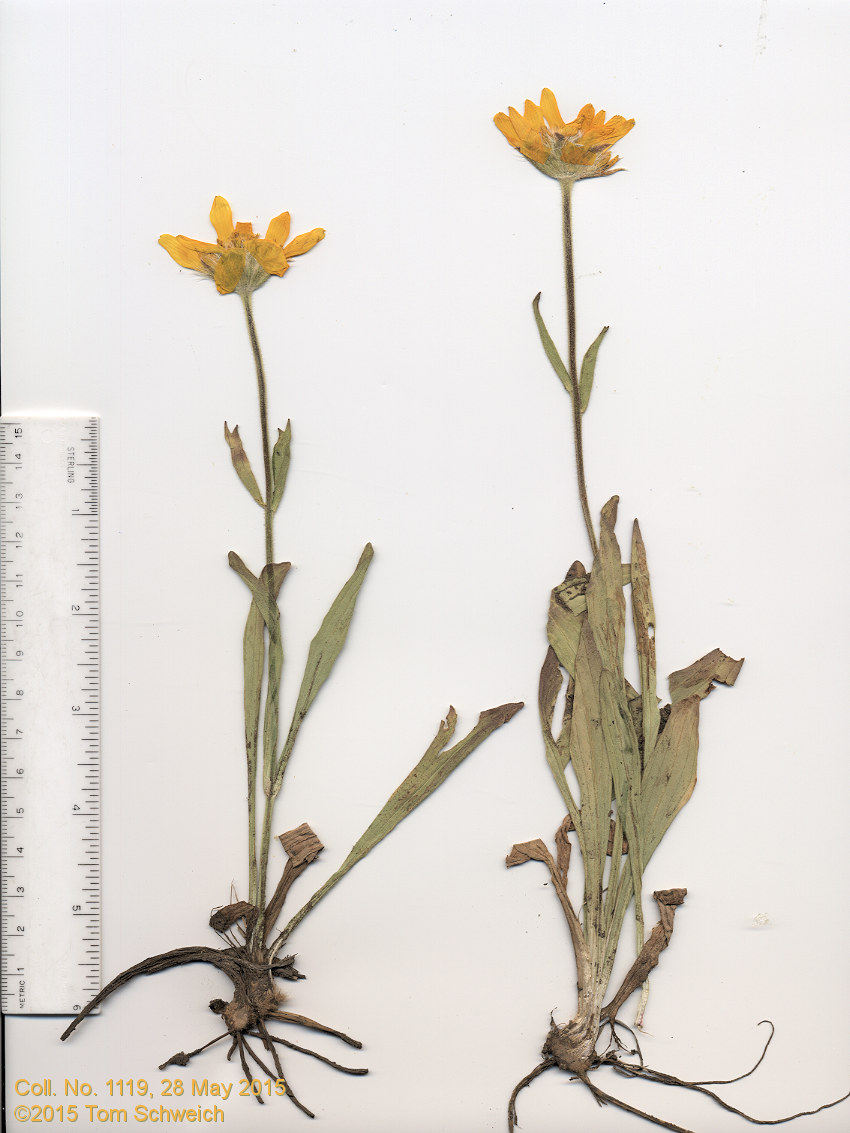 Asteraceae, Arnica fulgens