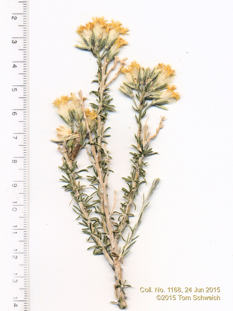 Asteraceae, Tetradymia glabrata