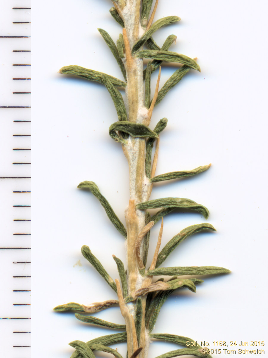 Asteraceae, Tetradymia glabrata