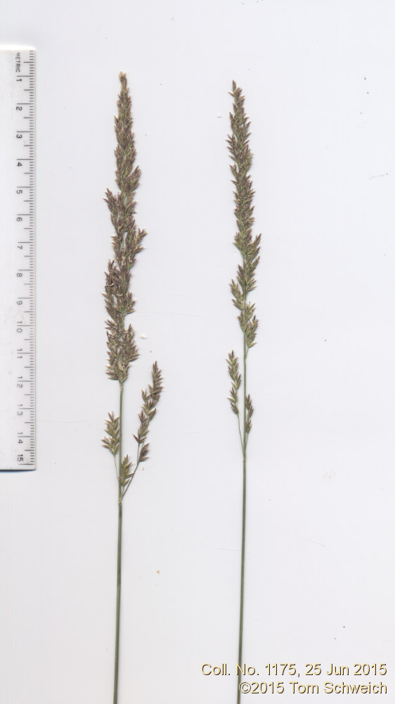 Poaceae Poa secunda juncifolia