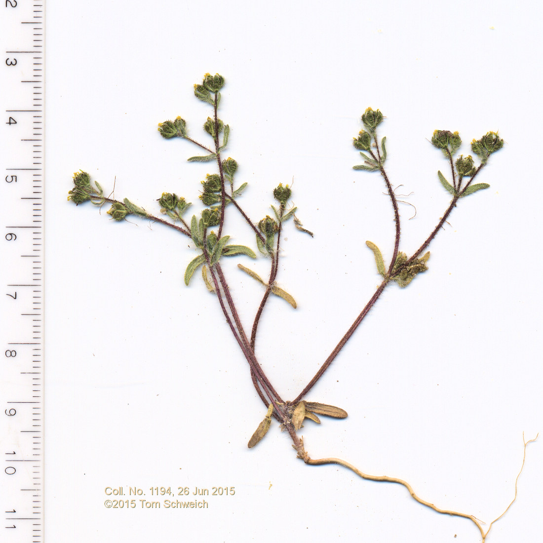 Asteraceae, Madia gracilis