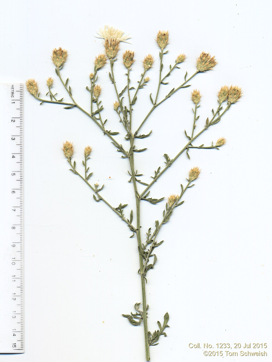 Asteraceae, Centaurea diffusa