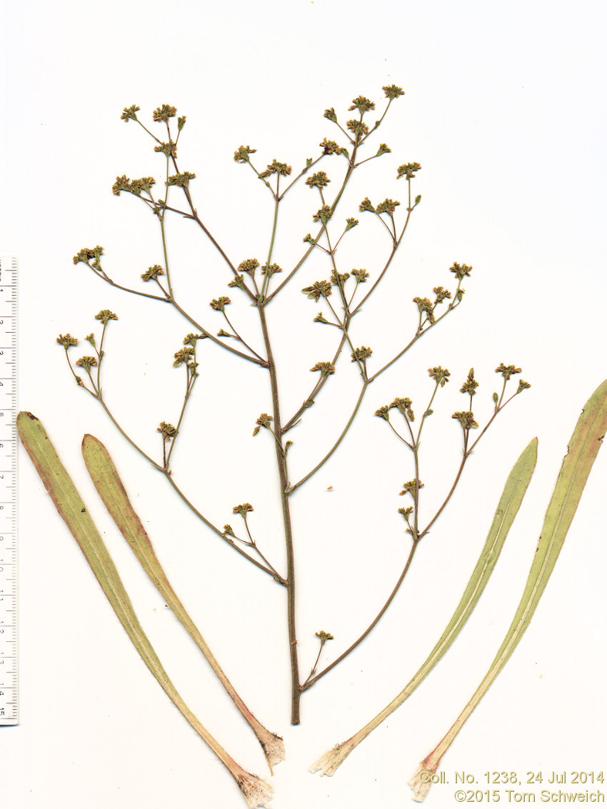 Polygonaceae Eriogonum alatum