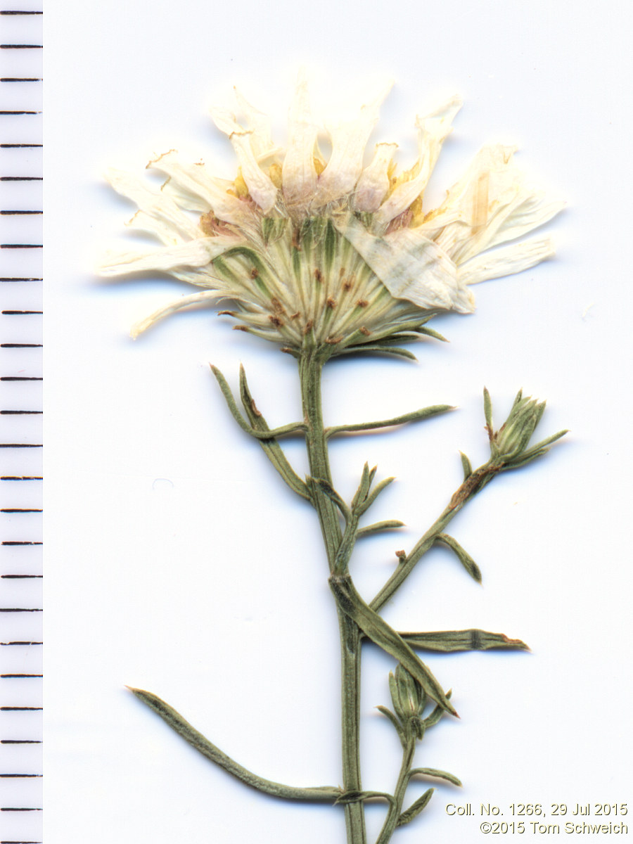 Asteraceae, Symphyotrichum porteri