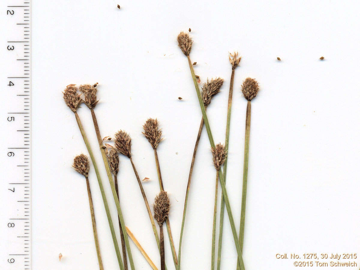Cyperaceae Eleocharis palustris