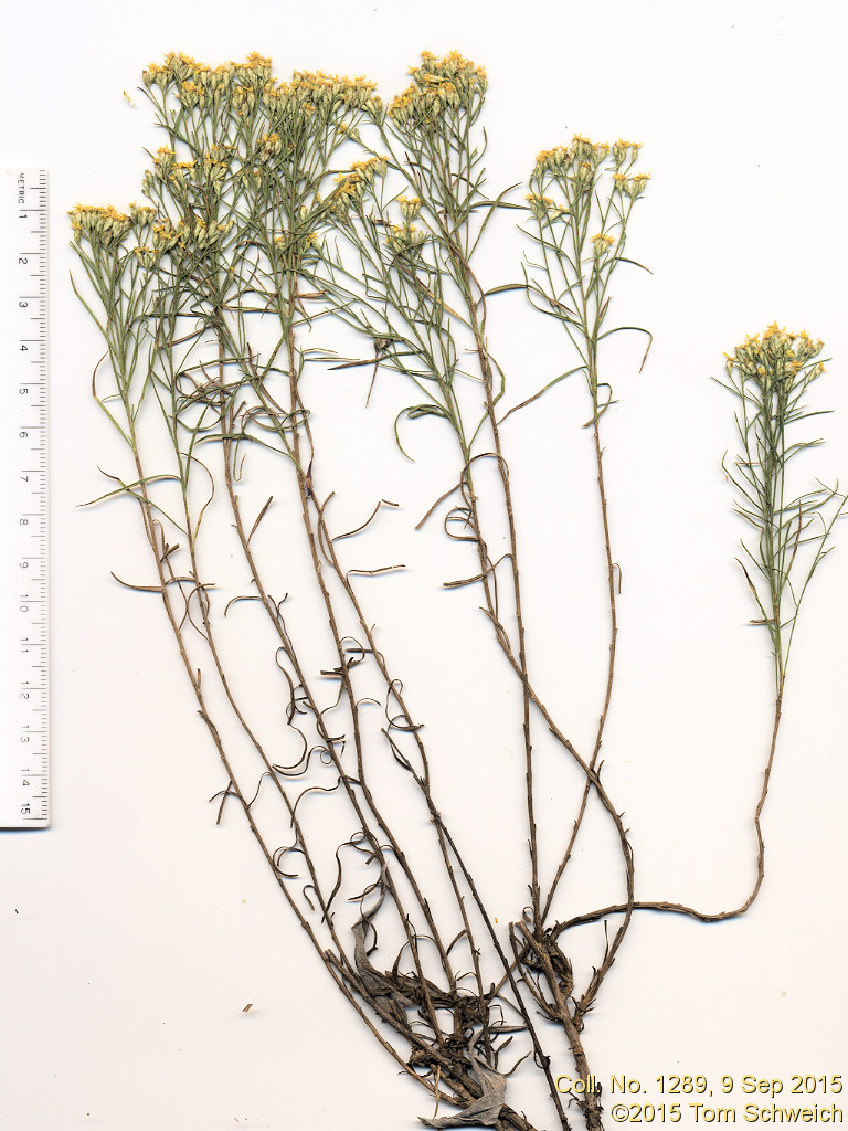 Asteraceae, Gutierrezia sarothrae
