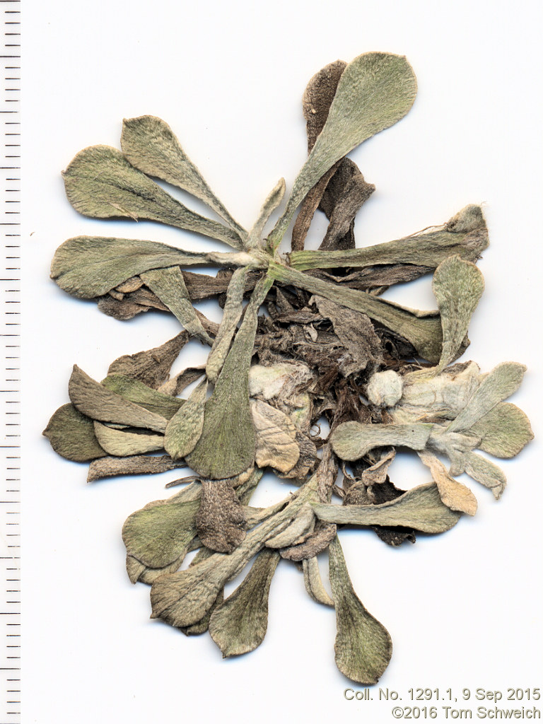 Asteraceae, Antennaria rosea
