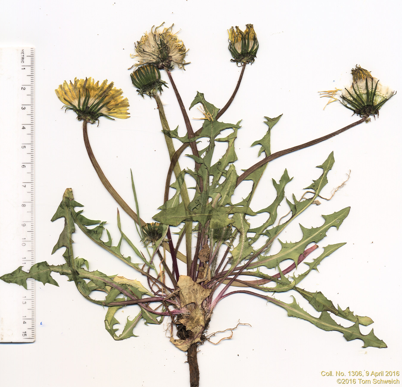 Asteraceae, Taraxacum officinale