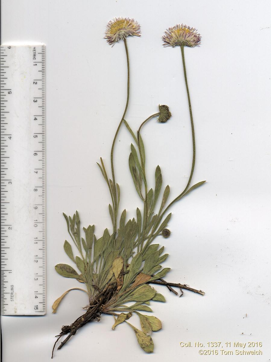 Asteraceae, Erigeron tracyi