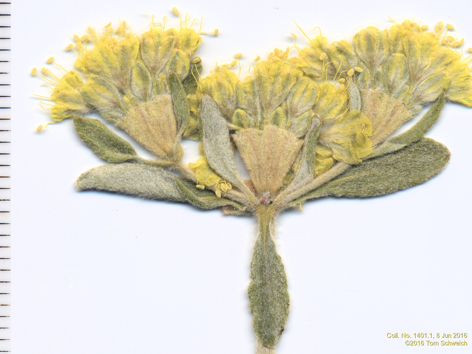 Polygonaceae, Eriogonum arcuatum arcuatum