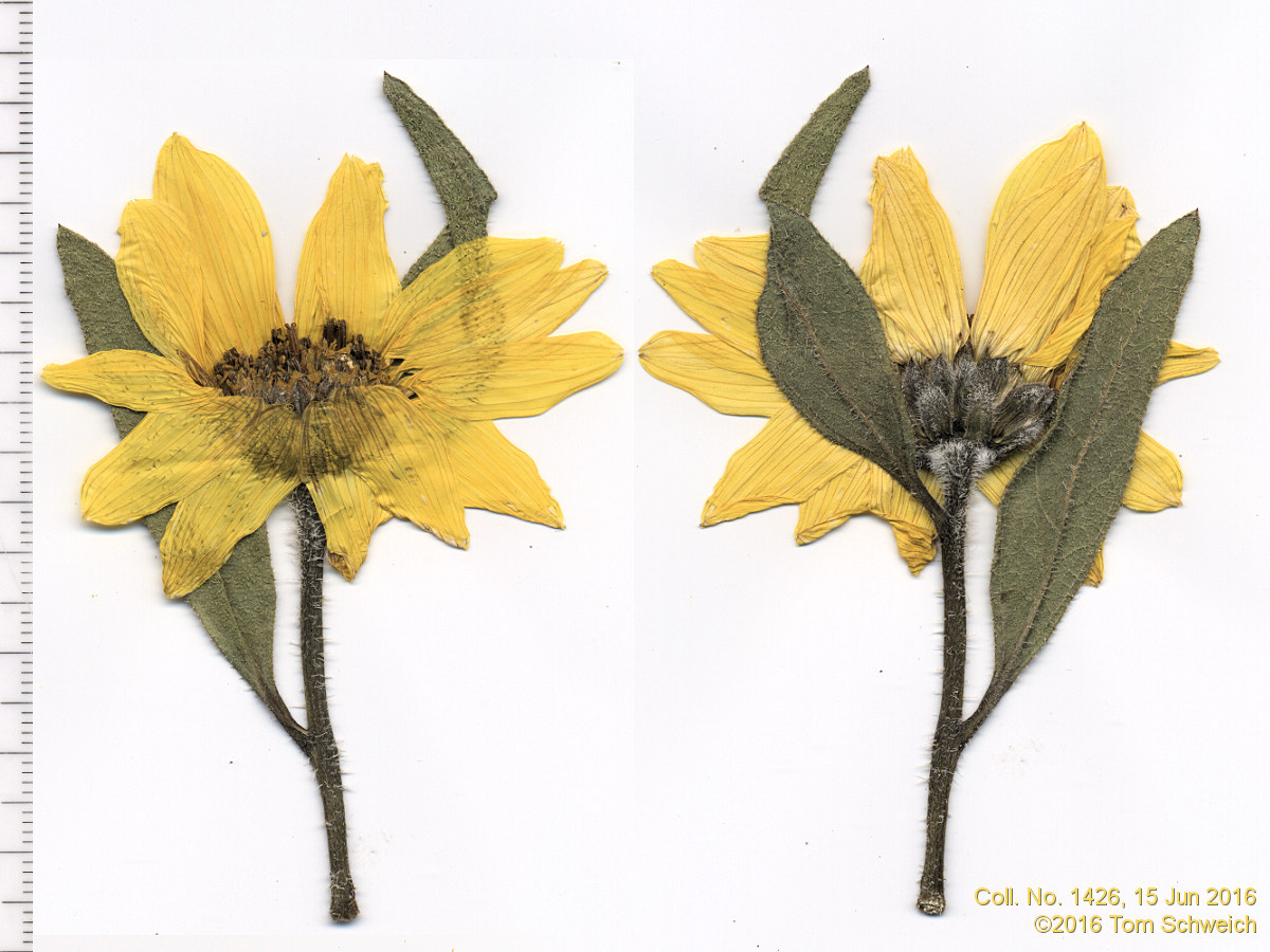 Asteraceae, Helianthus pumilis