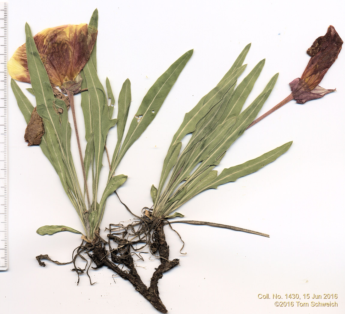 Onagraceae Oenothera howardii