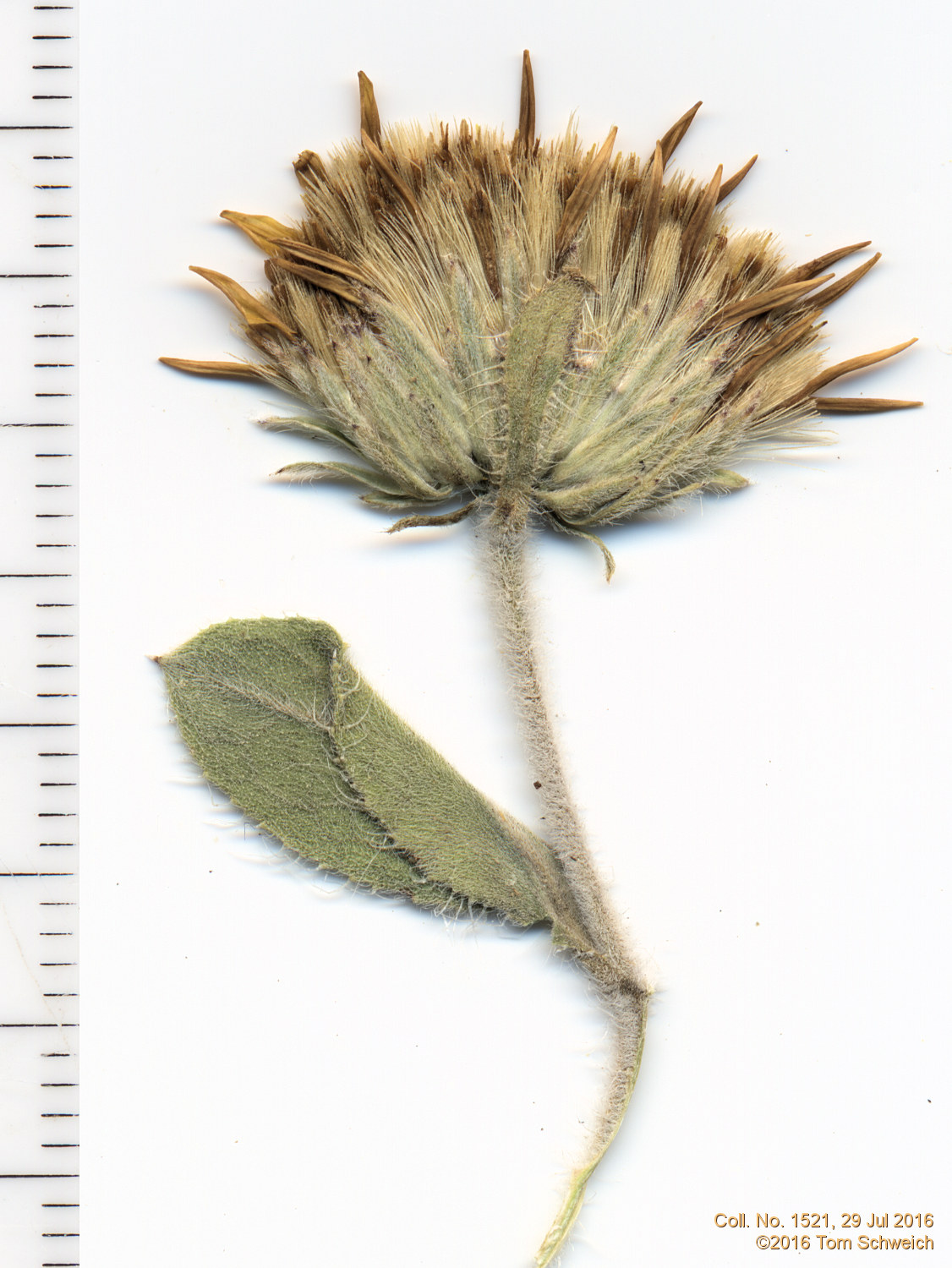 Asteraceae Heterotheca villosa villosa