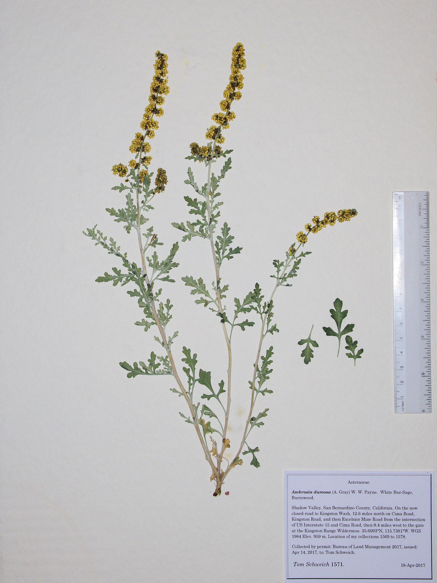 Asteraceae, Ambrosia dumosa