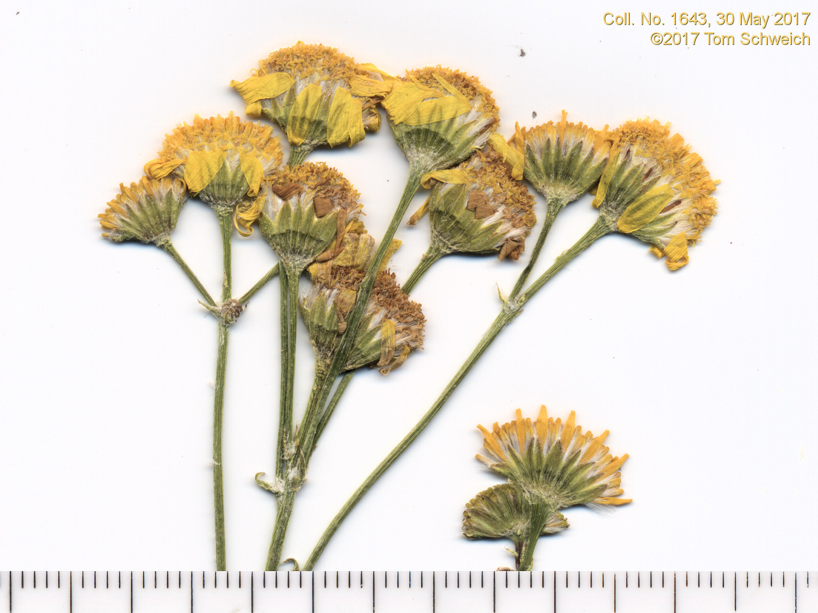 Asteraceae, Packera tridenticulata