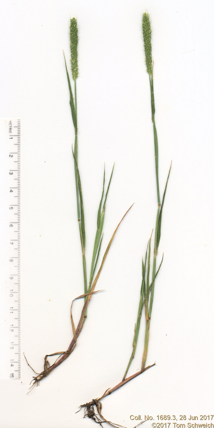 Poaceae Alopecurus carolinianus