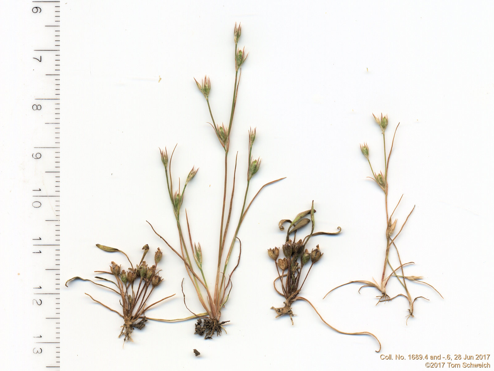 Juncaceae Juncus bufonius