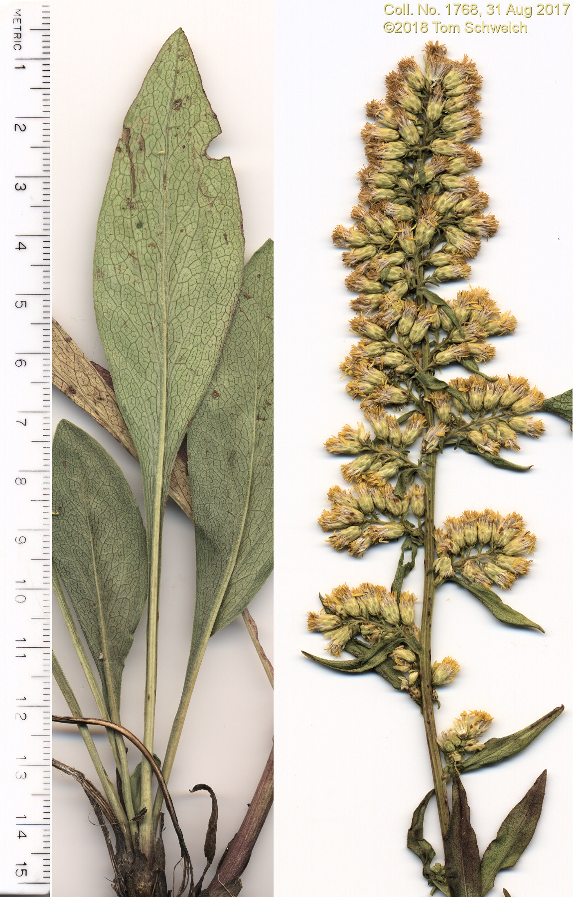 Asteraceae, Solidago speciosa pallida