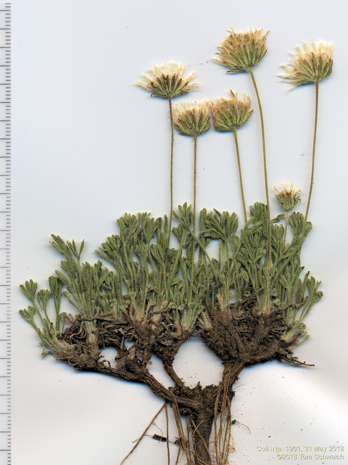 Asteraceae, Erigeron compositus
