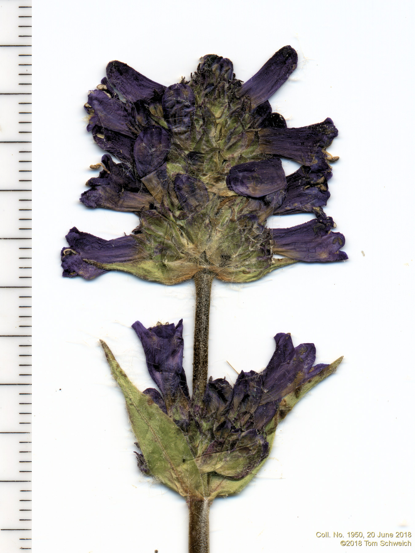 Plantaginaceae Penstemon rydbergii